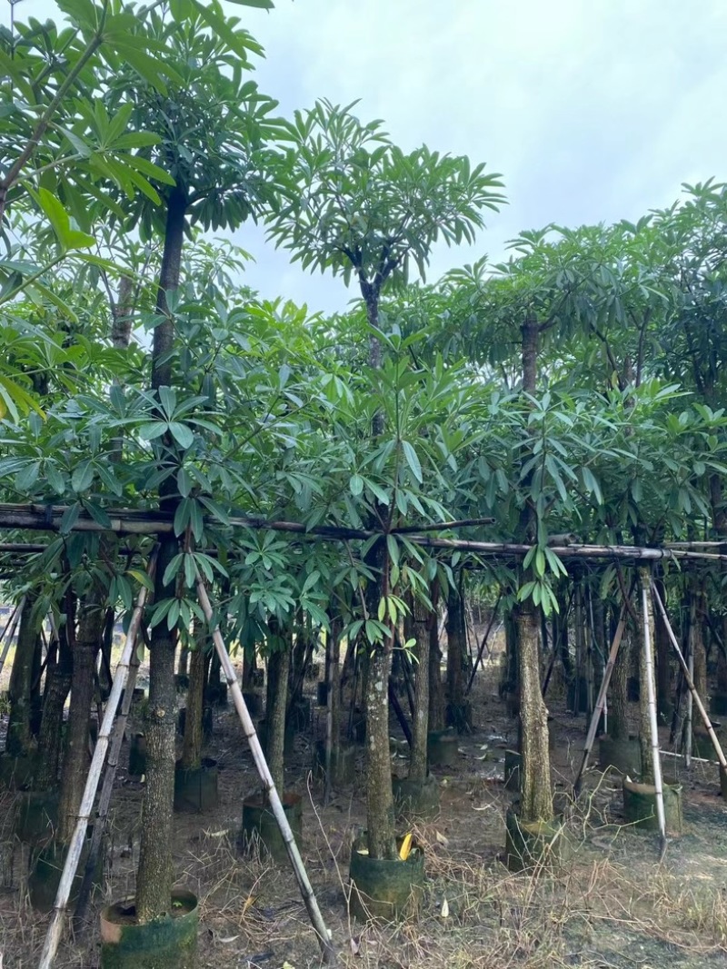 造层灯台树/盆架子10～15公分基地直销规格齐全