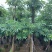 造层灯台树/盆架子10～15公分基地直销规格齐全