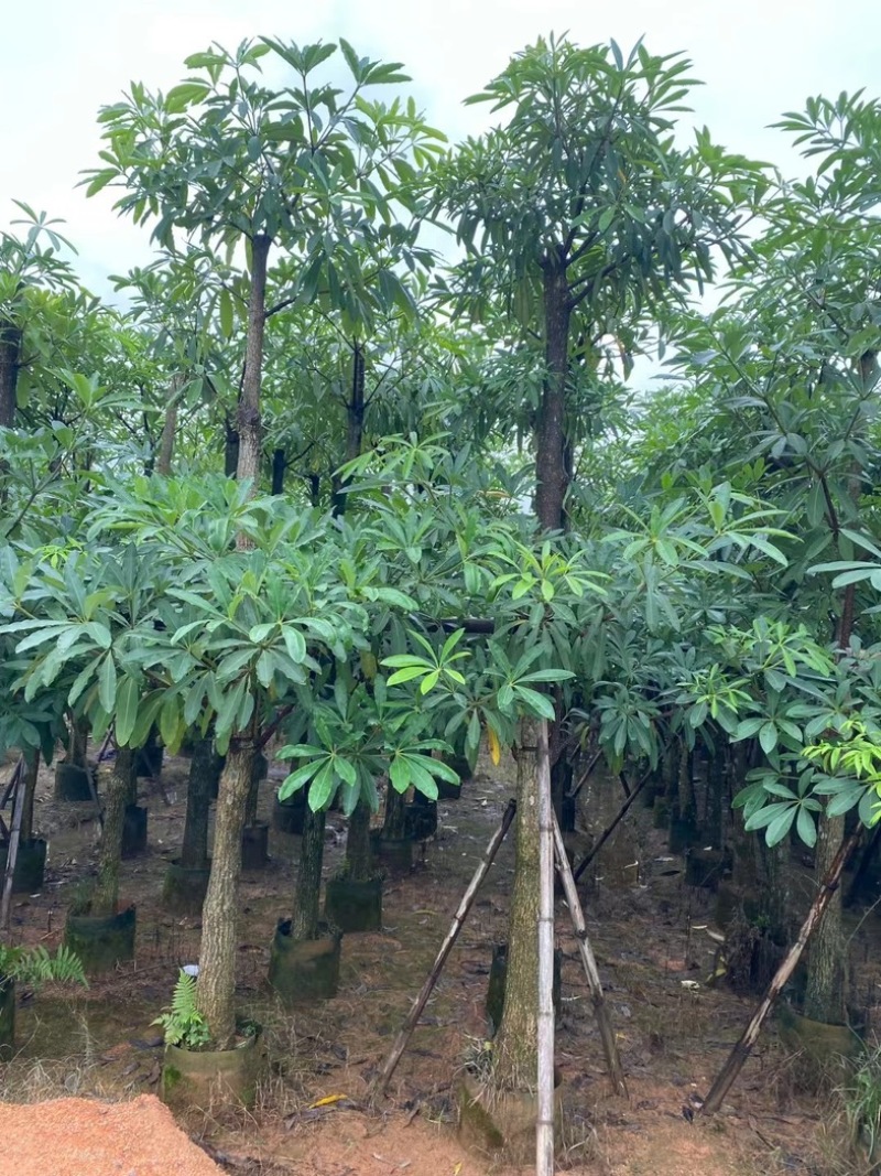 造层灯台树/盆架子10～15公分基地直销规格齐全