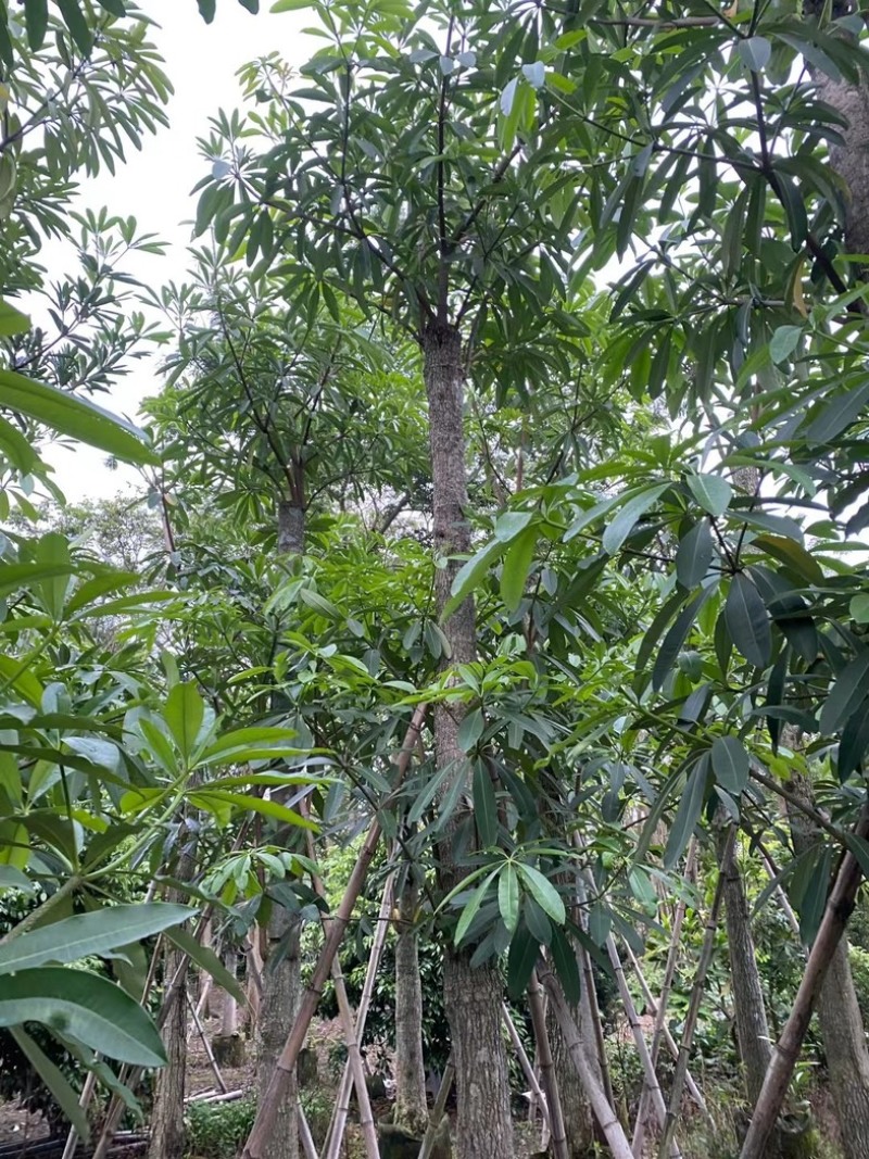 造层灯台树/盆架子10～15公分基地直销规格齐全