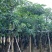 造层灯台树/盆架子10～15公分基地直销规格齐全