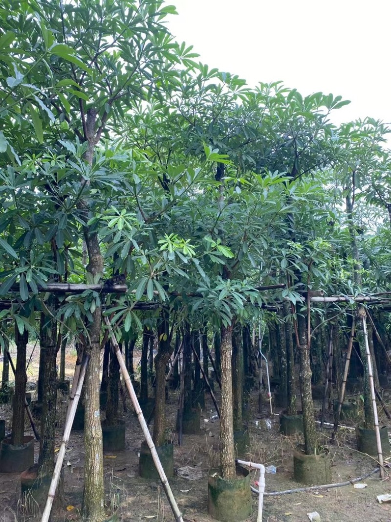 造层灯台树/盆架子10～15公分基地直销规格齐全