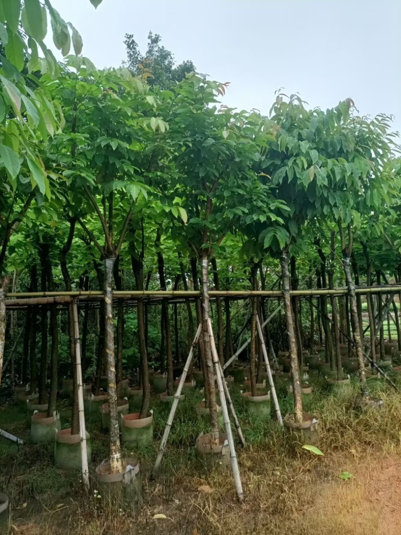 大花紫薇（开花紫花）8～12公分基地直销规格齐全