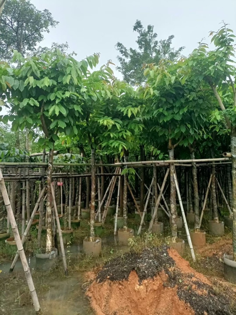 大花紫薇（开花紫花）8～12公分基地直销规格齐全