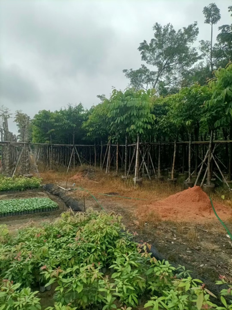 大花紫薇（开花紫花）8～12公分基地直销规格齐全