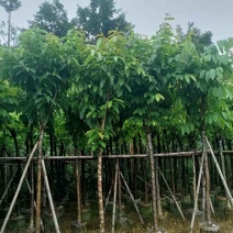 大花紫薇（开花紫花）8～12公分基地直销规格齐全