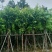 大花紫薇（开花紫花）8～12公分基地直销规格齐全