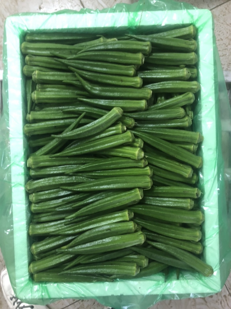 精品福建秋葵，精品散装袋装水果秋葵。基地直供。