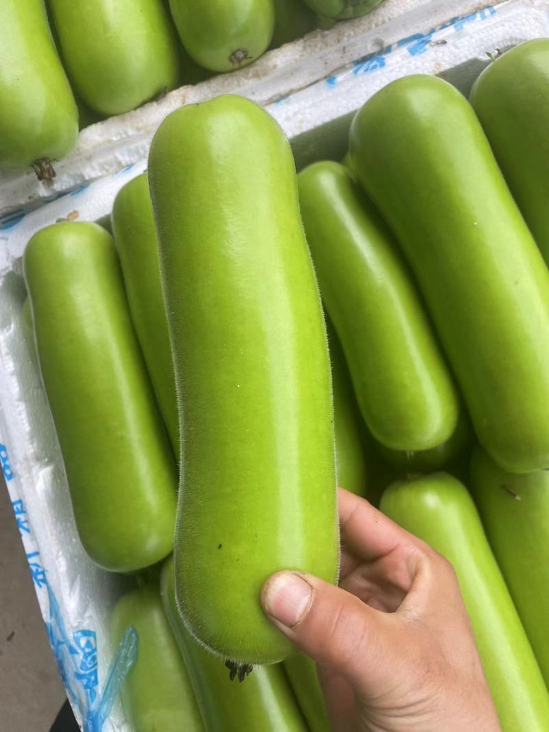湖北瓠子瓜种植基地大量上市电商货精品货