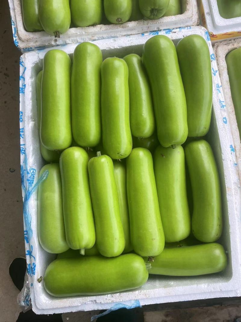 湖北瓠子瓜种植基地大量上市电商货精品货
