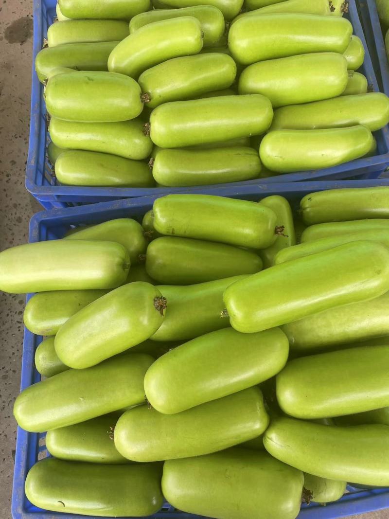 湖北瓠子瓜种植基地大量上市电商货精品货