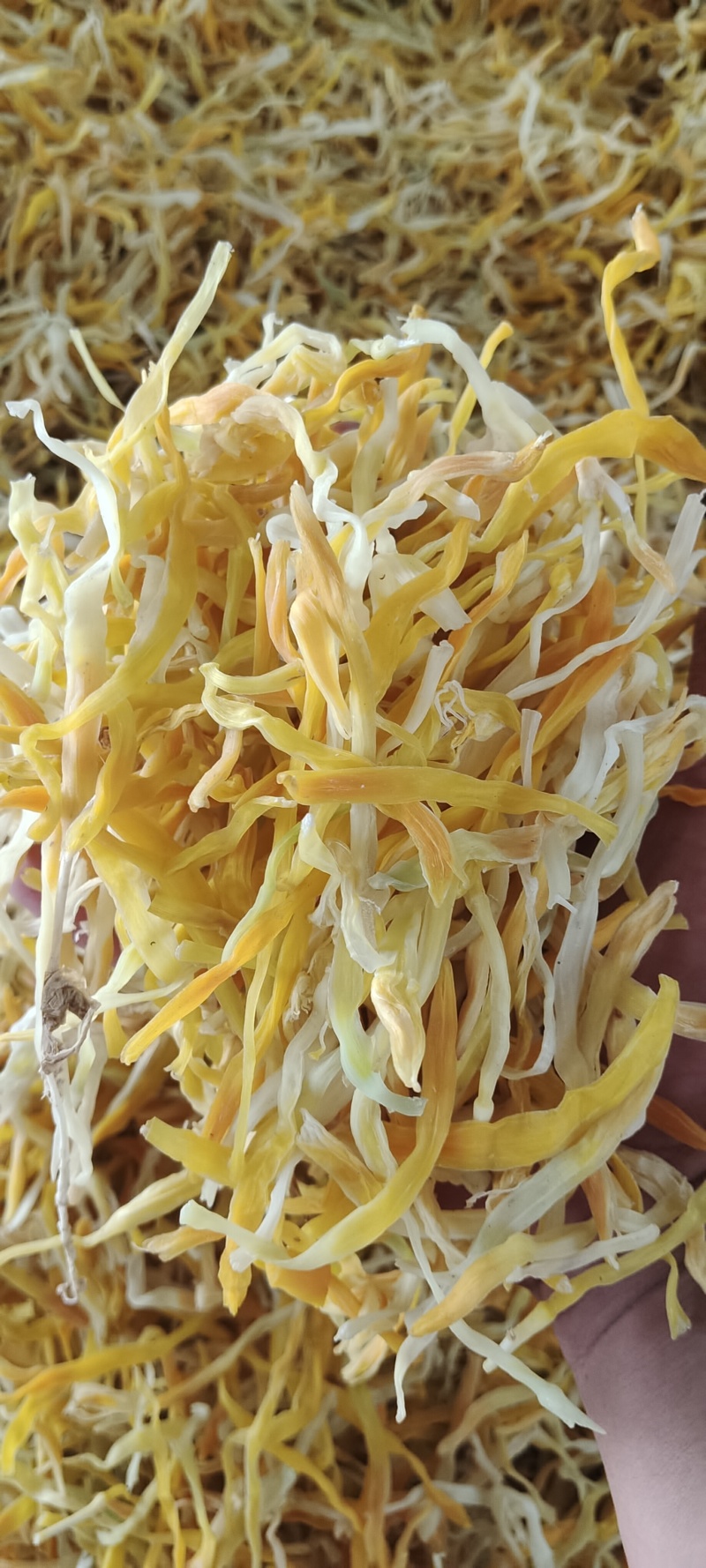 干黄花菜精品保鲜黄花菜颜色好干度干质量有保障