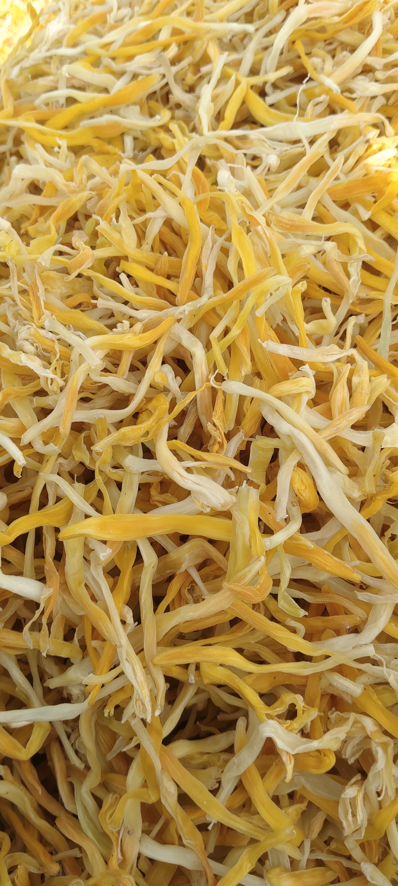 干黄花菜精品保鲜黄花菜颜色好干度干质量有保障