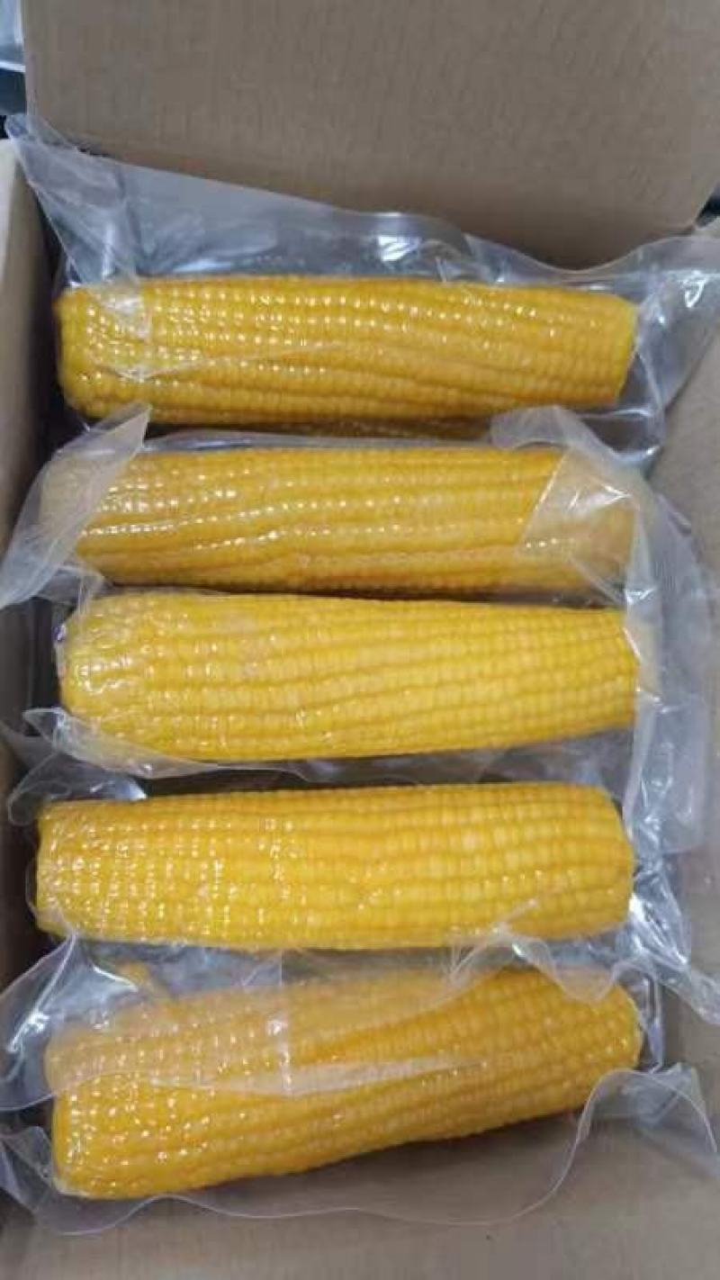 真空精品糯九粘玉米棒