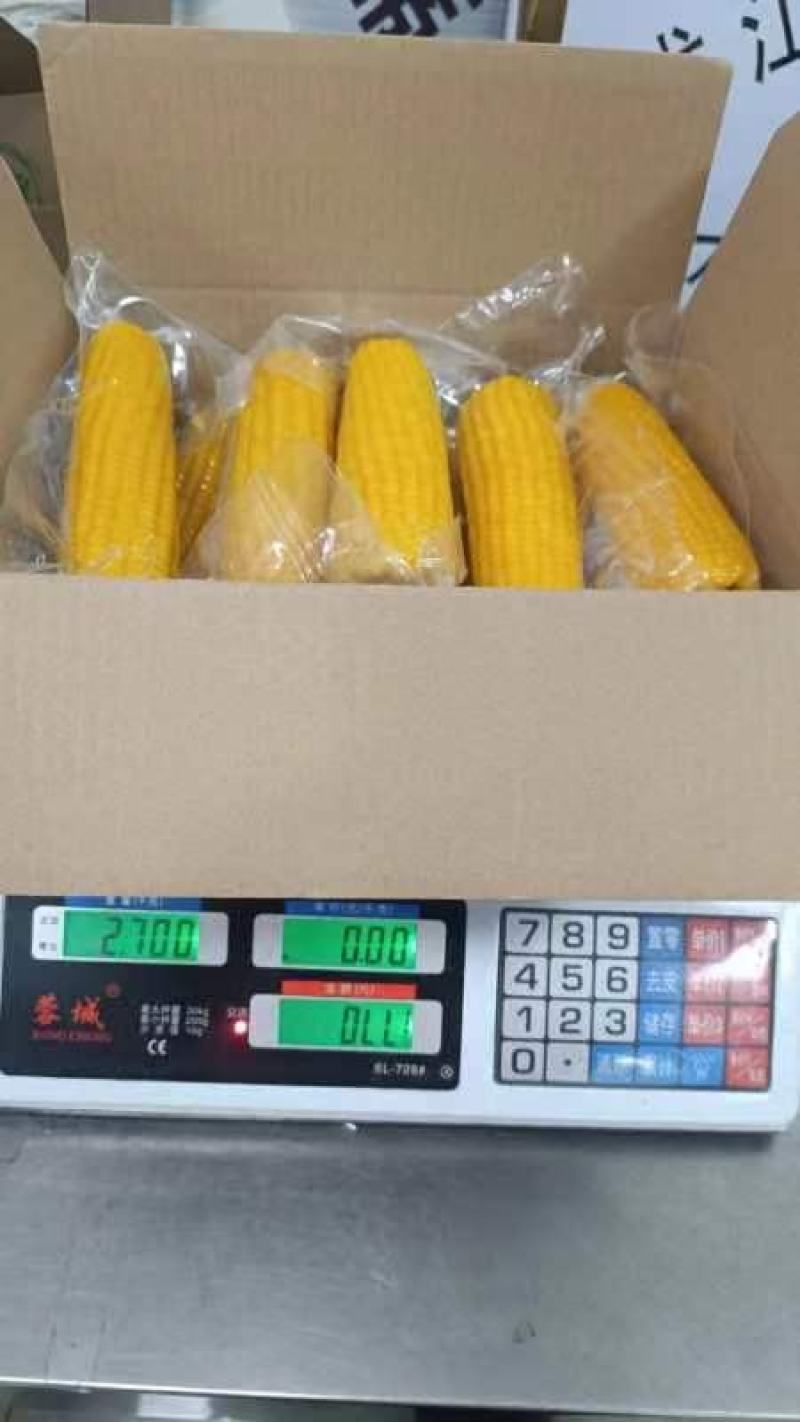 真空精品糯九粘玉米棒