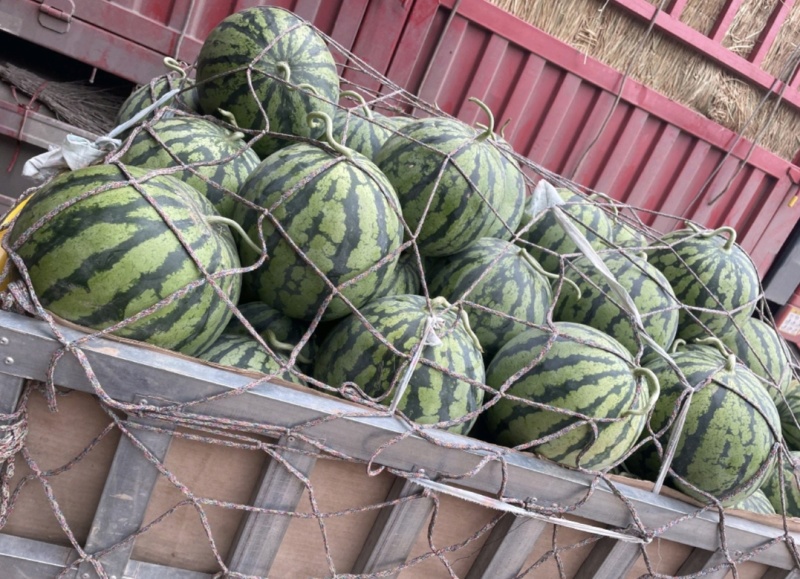 天津西瓜精品美都西瓜保甜保熟货源充足全国发货价