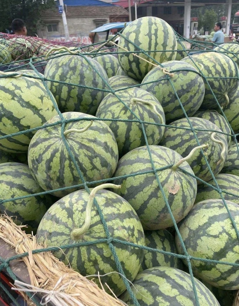 天津西瓜精品美都西瓜保甜保熟货源充足全国发货价