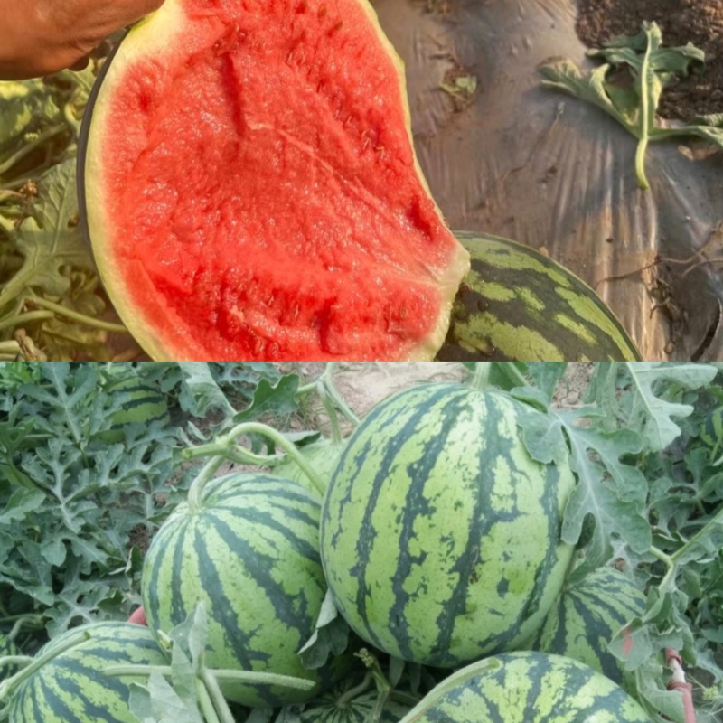 天津西瓜精品美都西瓜保甜保熟货源充足全国发货价
