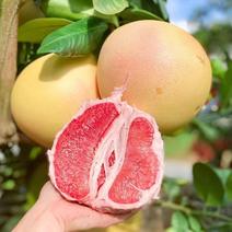 海南红山蜜柚产地直发大量供应对接全国市场社区团购