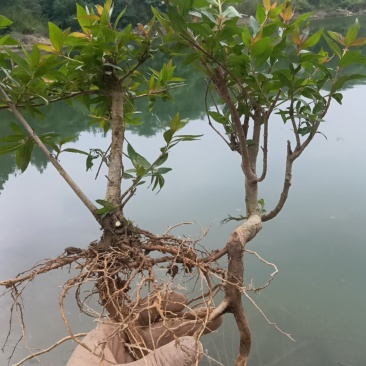 水杨梅批发