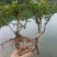 水杨梅批发