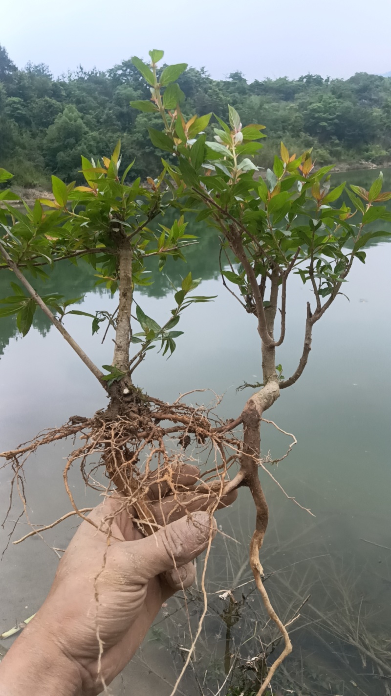 水杨梅批发
