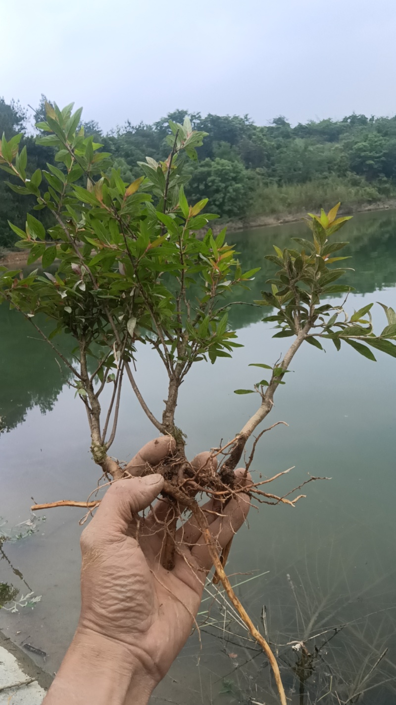 水杨梅批发