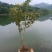 水杨梅批发