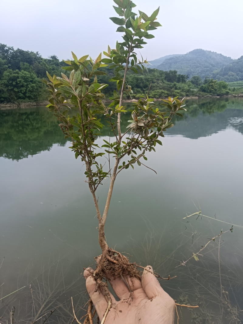 水杨梅批发