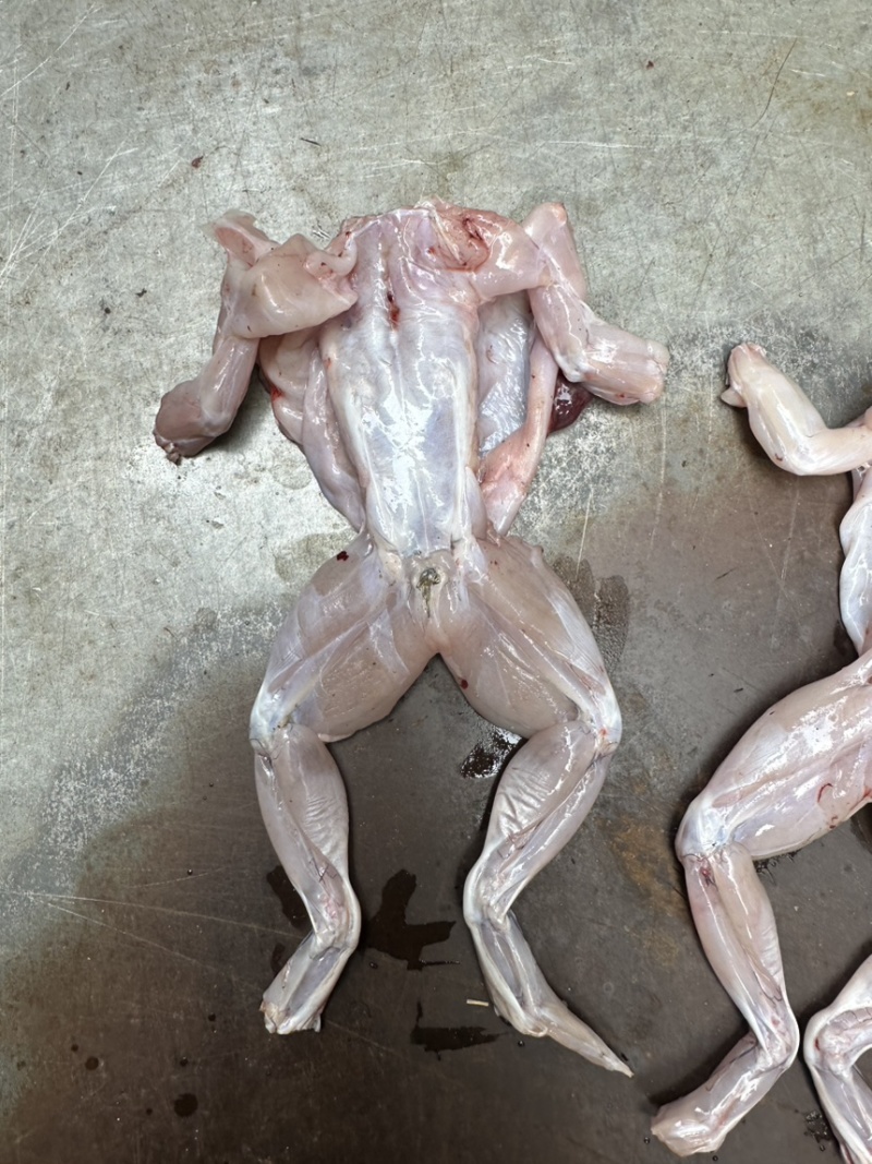 《牛商推荐》厂家直销批发牛蛙肉全部规格齐全质量保证