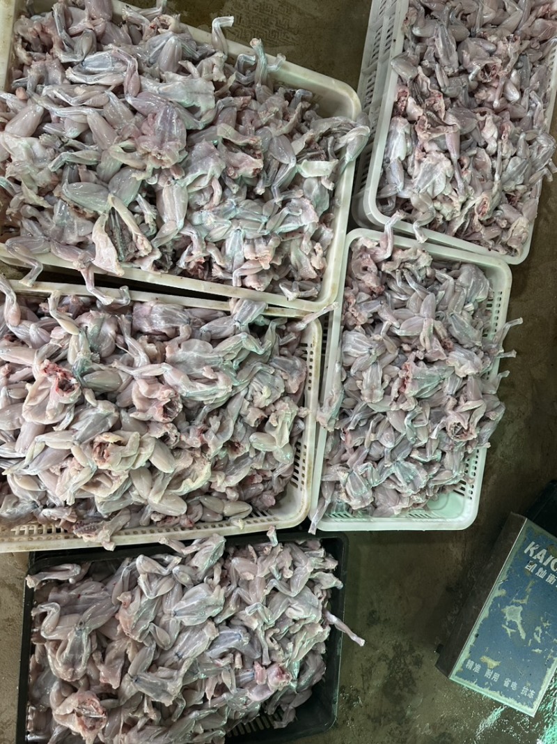 《牛商推荐》厂家直销批发牛蛙肉全部规格齐全质量保证