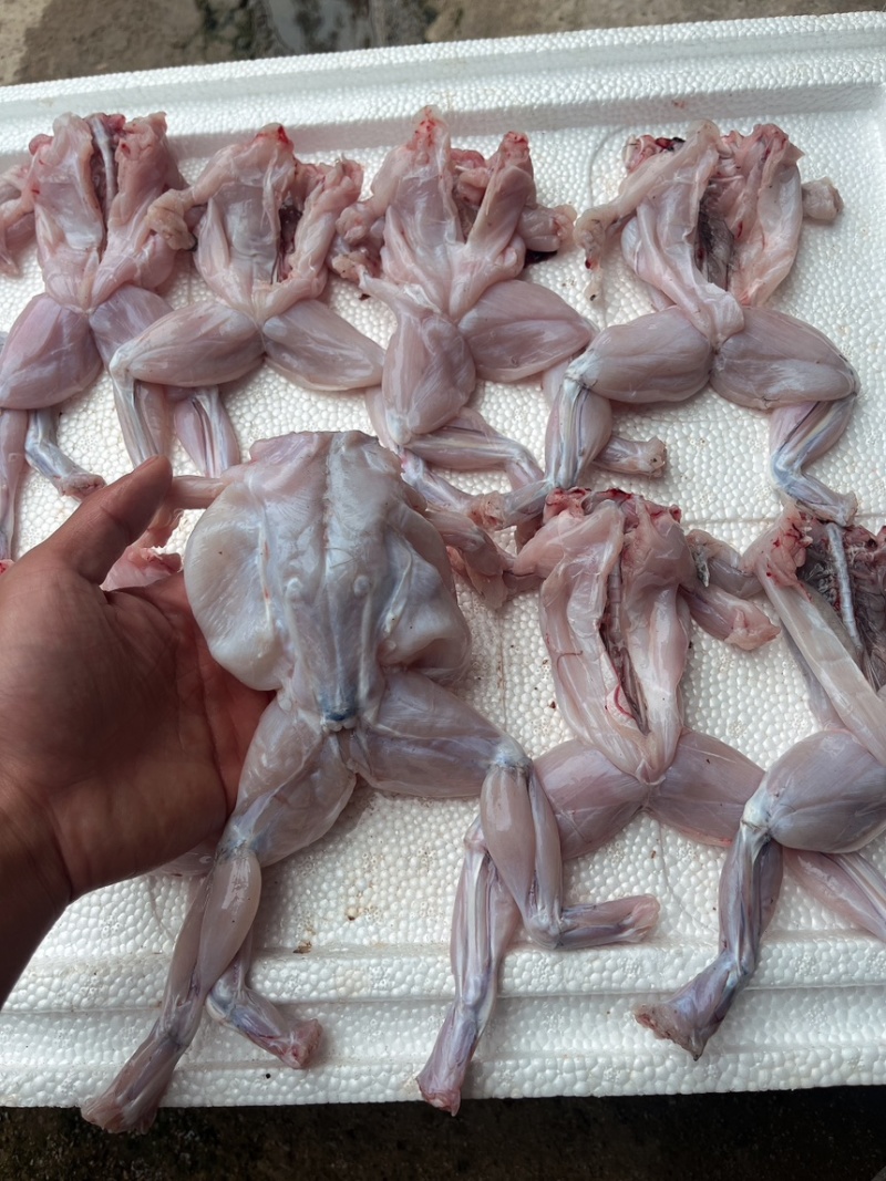 《牛商推荐》厂家直销批发牛蛙肉全部规格齐全质量保证