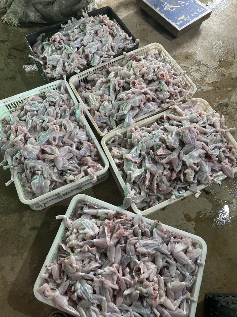 《牛商推荐》厂家直销批发牛蛙肉全部规格齐全质量保证