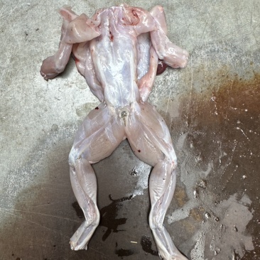 《牛商推荐》厂家直销批发牛蛙肉全部规格齐全质量保证