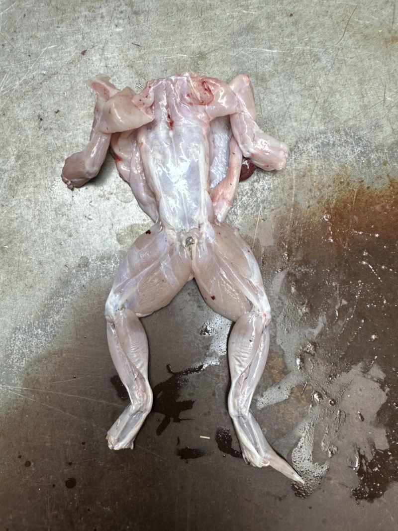 《牛商推荐》厂家直销批发牛蛙肉全部规格齐全质量保证