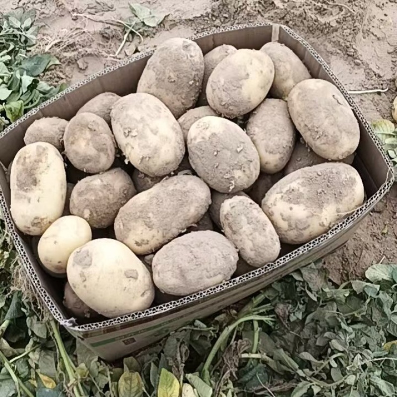新土豆精品沃土5号大量上市质量保证价格不高