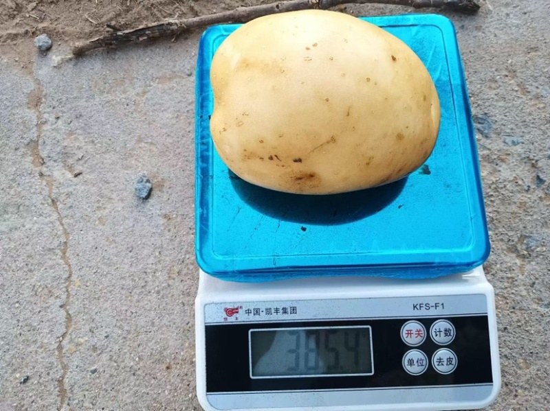 新土豆精品沃土5号大量上市质量保证价格不高