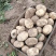 新土豆精品沃土5号大量上市质量保证价格不高