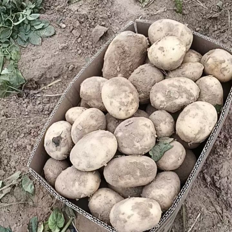 新土豆精品沃土5号大量上市质量保证价格不高