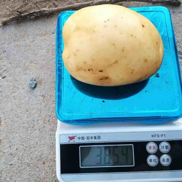 新土豆精品沃土5号大量上市质量保证价格不高