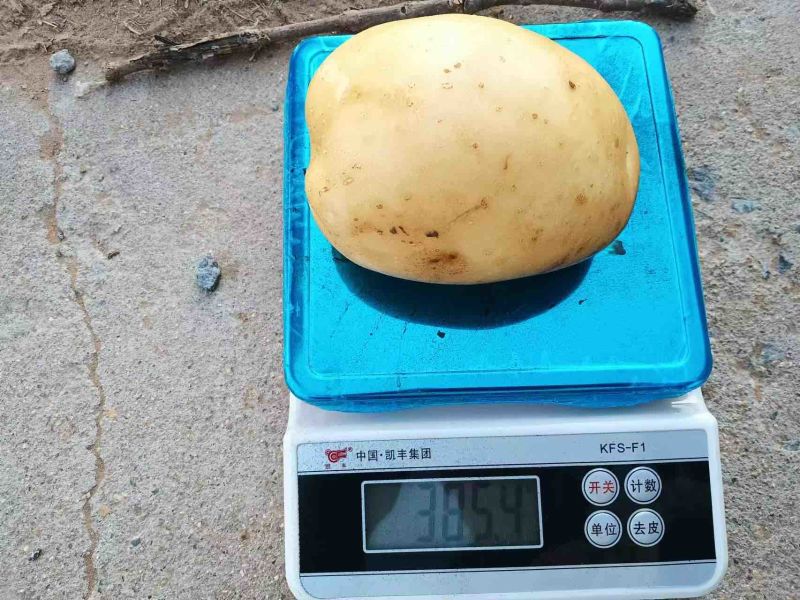 新土豆精品沃土5号大量上市质量保证价格不高