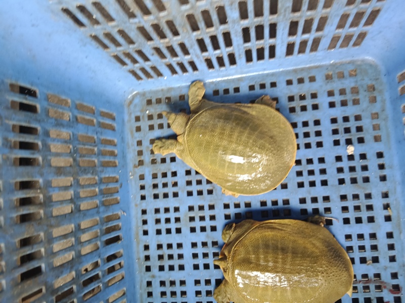 黄沙鳖公甲鱼，4年纯外塘养殖，好品质，吃鱼虾长大