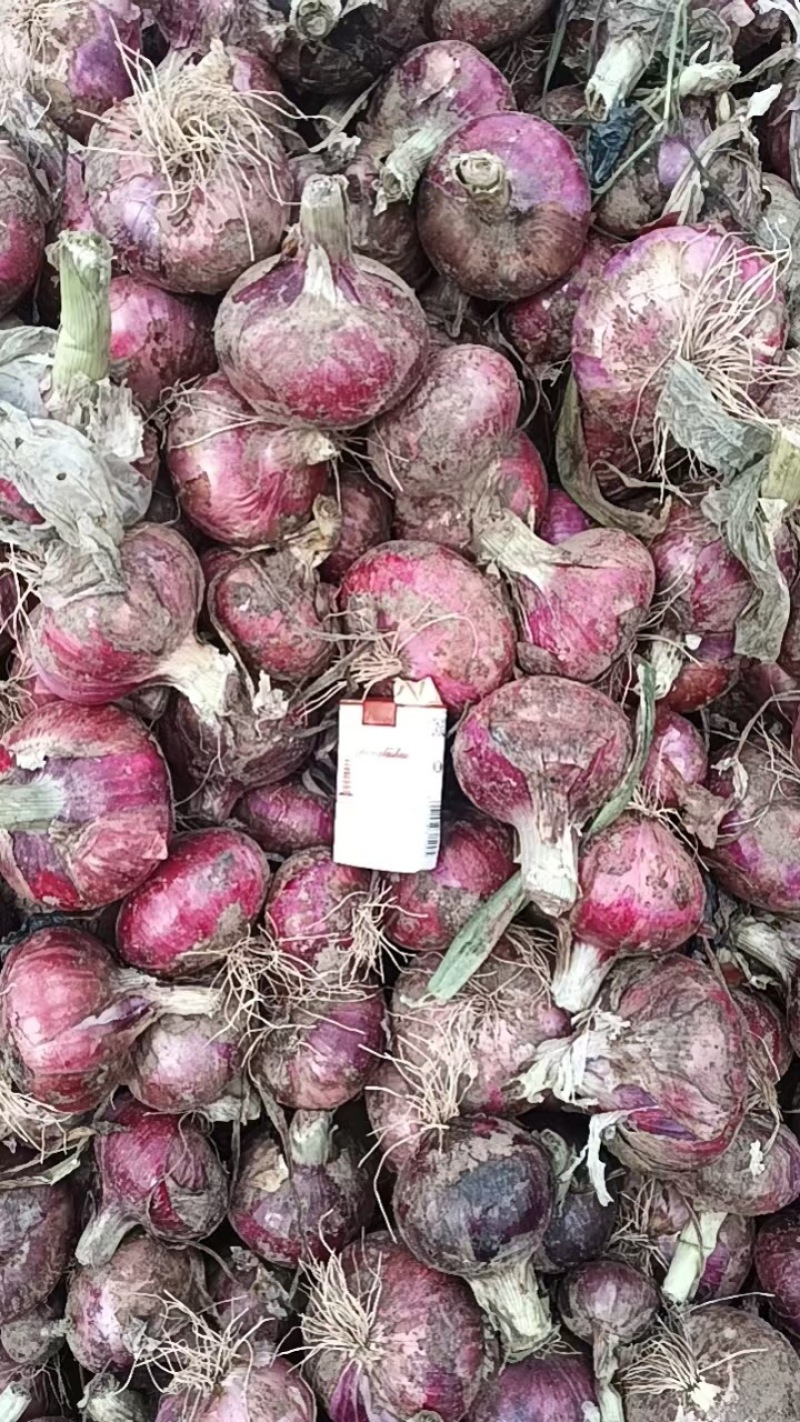 洋葱大量上市全国发货不限量发货质量保证价格美丽