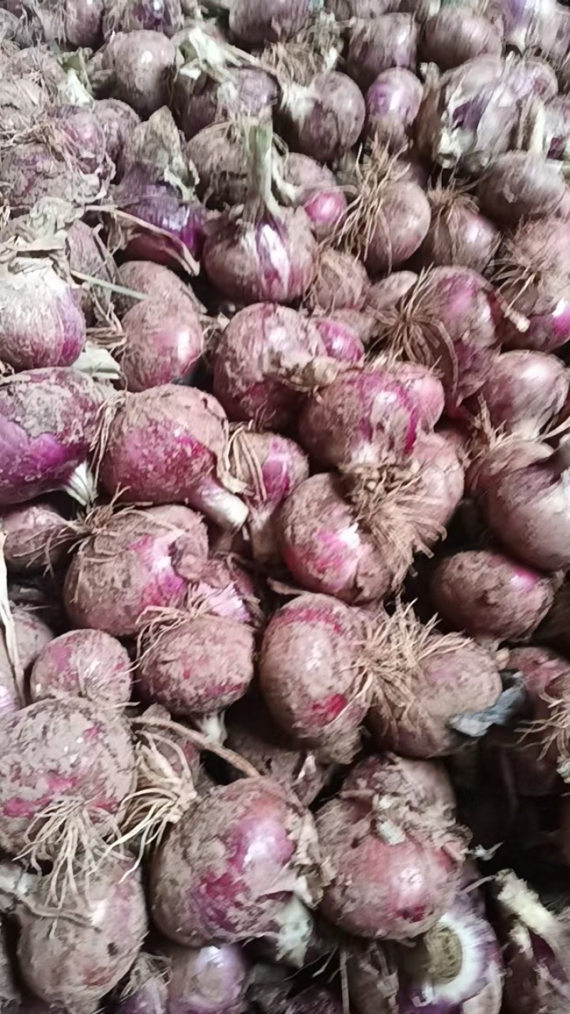 洋葱大量上市全国发货不限量发货质量保证价格美丽