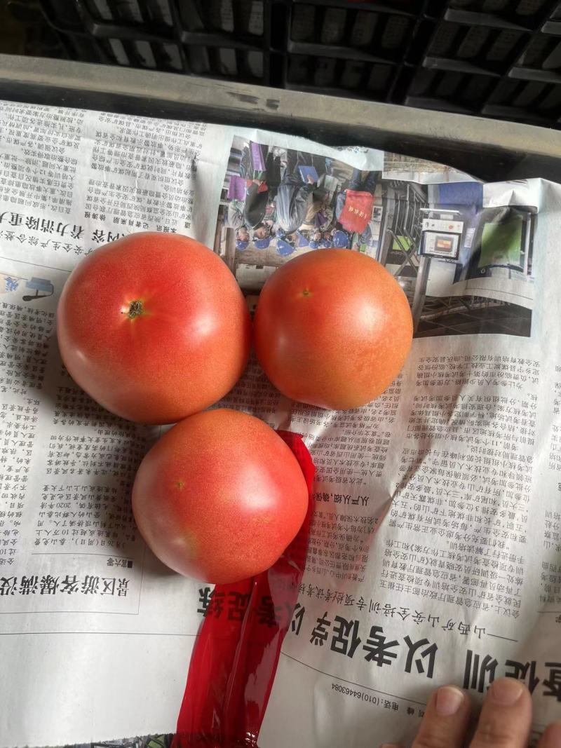 安徽本地大棚番茄大量上市现摘现发产地直供量大价优