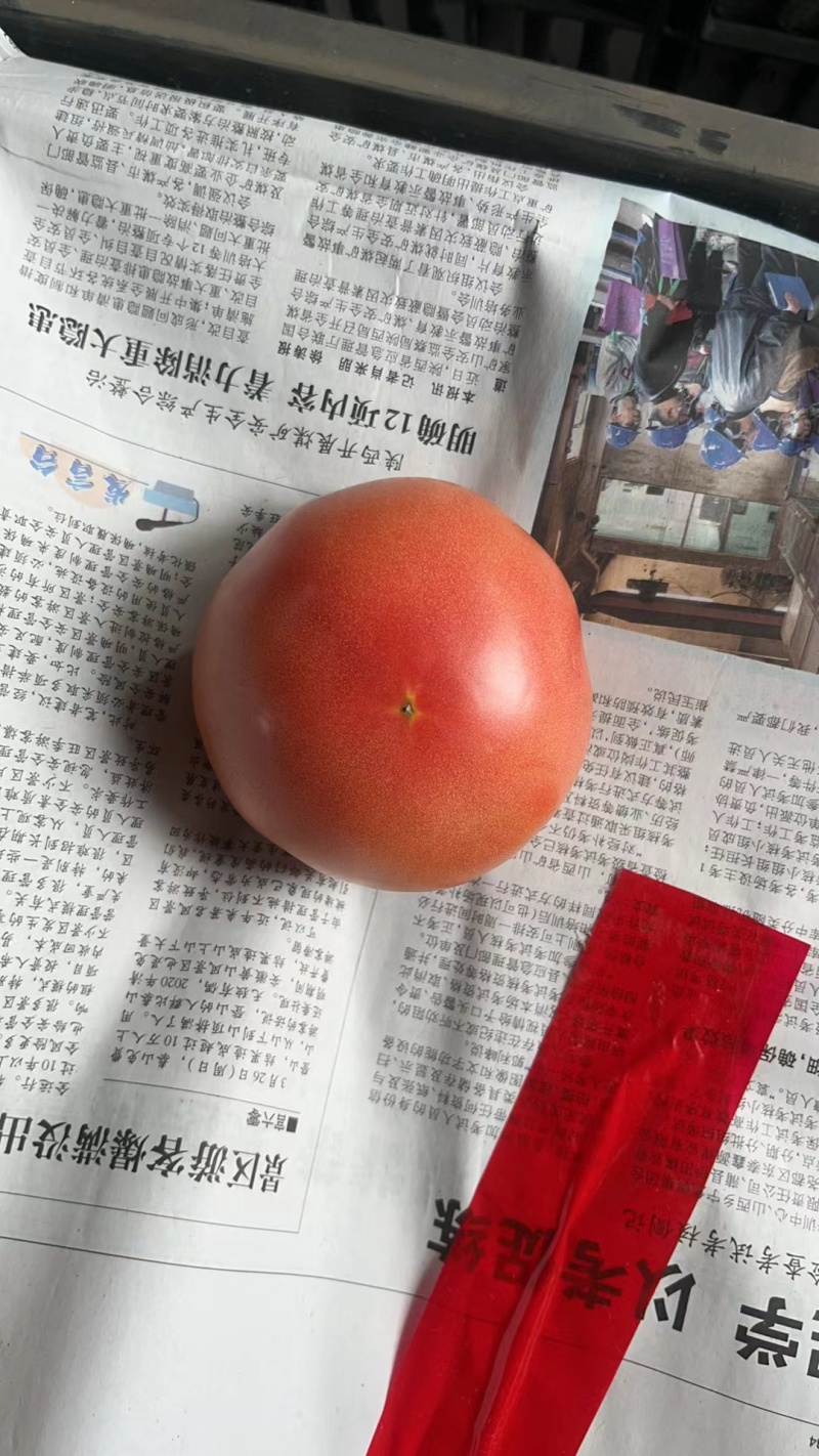 安徽本地大棚番茄大量上市现摘现发产地直供量大价优