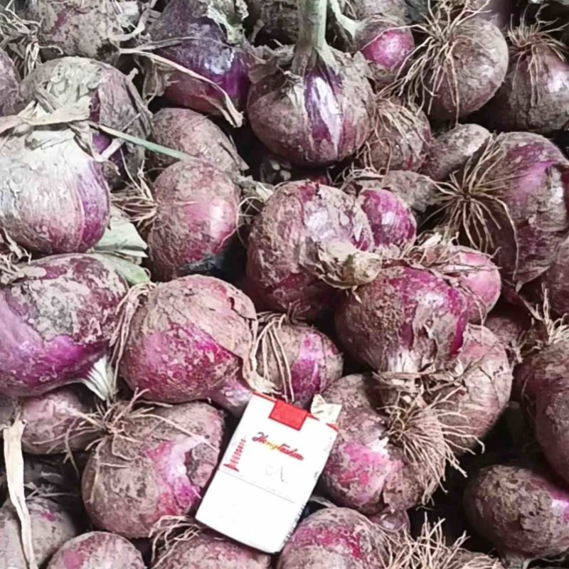 洋葱大量上市全国发货不限量发货质量保证价格美丽