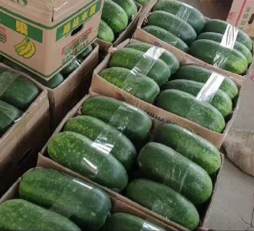 淮阳冬瓜市场交易现场,工人正在装车发货,一派繁忙景象 淮阳冬瓜市场交易现场图