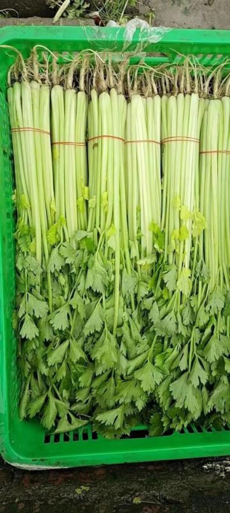 精品香芹菜规格全，江苏产地供货，价格低对接全国批发商