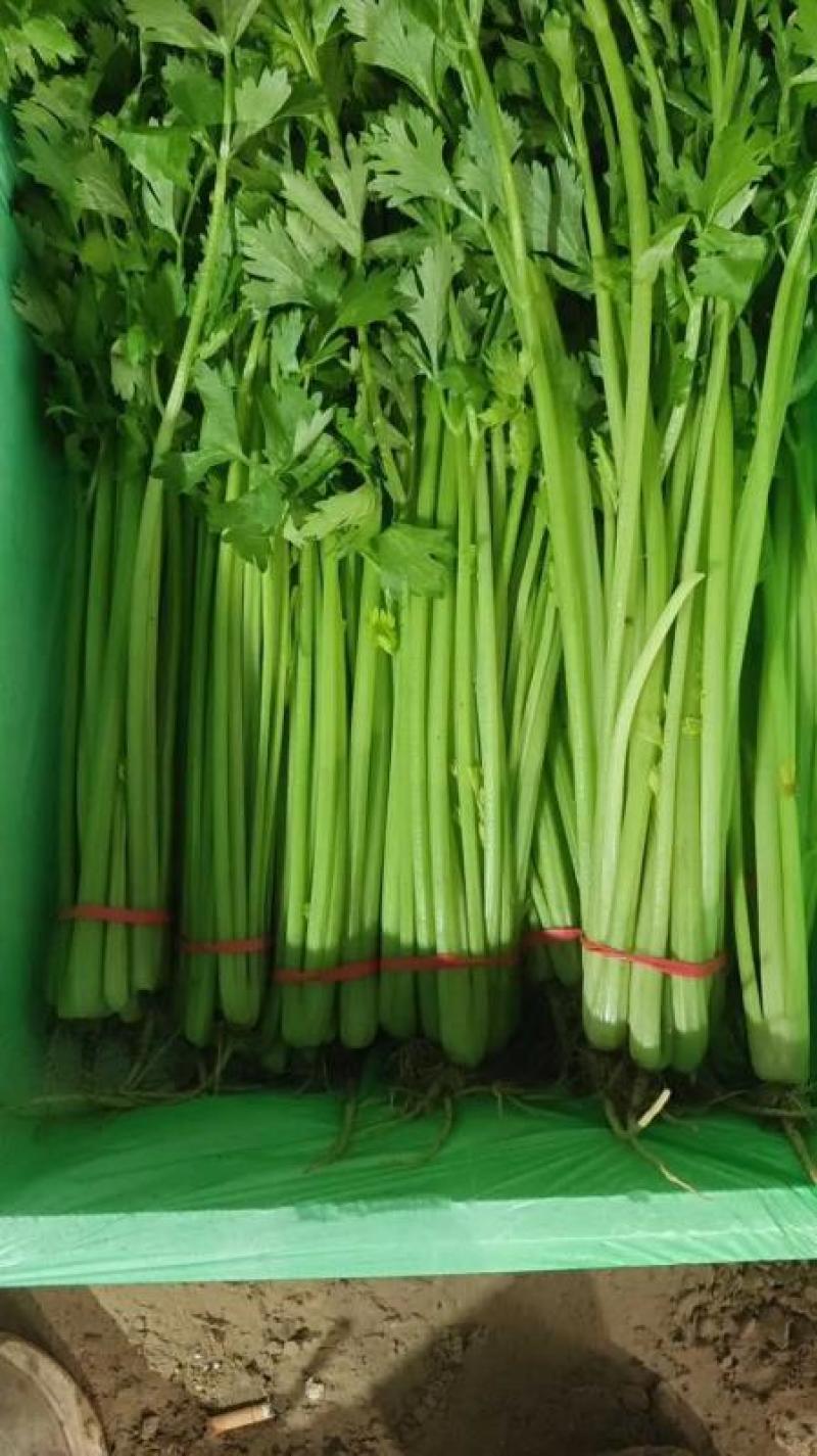 精品香芹菜规格全，江苏产地供货，价格低对接全国批发商